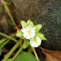 <i>Curcuma albiflora</i>  Thwaites